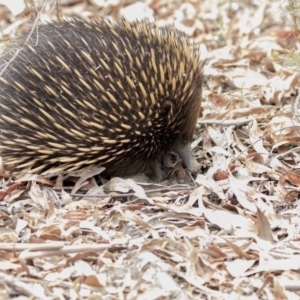 Tachyglossus aculeatus at Acton, ACT - 12 Jan 2018