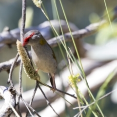 Neochmia temporalis (Red-browed Finch) at Fyshwick, ACT - 7 Dec 2017 by AlisonMilton