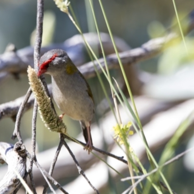 Neochmia temporalis (Red-browed Finch) at Jerrabomberra Wetlands - 6 Dec 2017 by Alison Milton