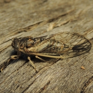 Myopsalta waterhousei at Tharwa, ACT - 17 Dec 2017 09:23 PM