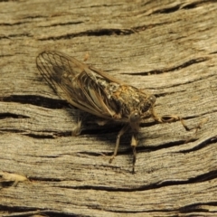 Myopsalta waterhousei at Tharwa, ACT - 17 Dec 2017 09:23 PM