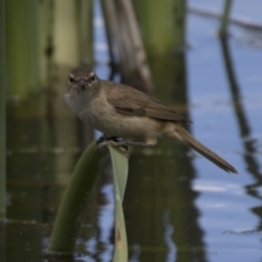 Acrocephalus australis (Australian Reed-Warbler) at Jerrabomberra Wetlands - 6 Dec 2017 by Alison Milton