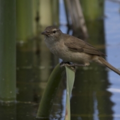 Acrocephalus australis at Fyshwick, ACT - 7 Dec 2017 09:04 AM