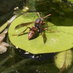 Polistes (Polistella) humilis (Common Paper Wasp) at Higgins, ACT - 20 Jan 2018 by Alison Milton