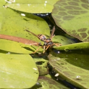 Polistes (Polistella) humilis at Higgins, ACT - 20 Jan 2018