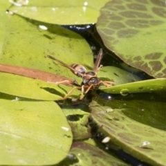 Polistes (Polistella) humilis at Higgins, ACT - 20 Jan 2018