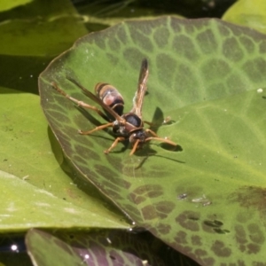 Polistes (Polistella) humilis at Higgins, ACT - 20 Jan 2018