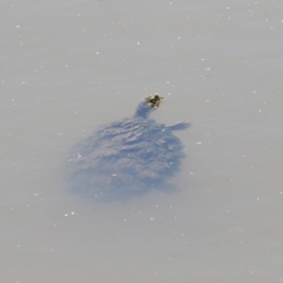 Emydura macquarii (Macquarie Turtle) at Fyshwick, ACT - 12 Dec 2017 by AlisonMilton