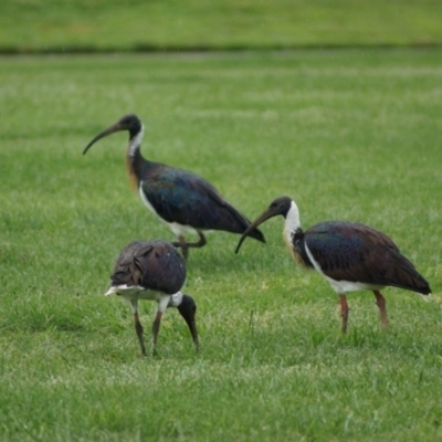 Threskiornis spinicollis (Straw-necked Ibis) at Parkes, ACT - 24 Jan 2018 by Tammy