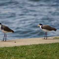 Vanellus miles (Masked Lapwing) at Barton, ACT - 23 Jan 2018 by Tammy