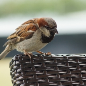 Passer domesticus at Parkes, ACT - 24 Jan 2018