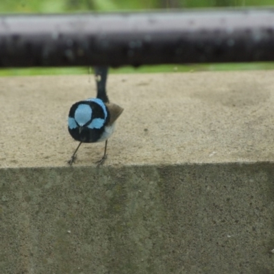 Malurus cyaneus (Superb Fairywren) at Parkes, ACT - 24 Jan 2018 by Tammy