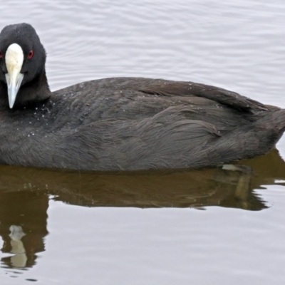 Fulica atra (Eurasian Coot) at Stranger Pond - 24 Jan 2018 by RodDeb