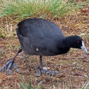 Fulica atra at Bonython, ACT - 24 Jan 2018