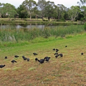 Fulica atra at Bonython, ACT - 24 Jan 2018