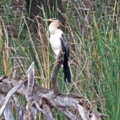 Anhinga novaehollandiae (Australasian Darter) at Stranger Pond - 24 Jan 2018 by RodDeb