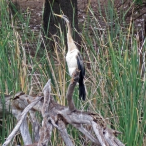 Anhinga novaehollandiae at Bonython, ACT - 24 Jan 2018 11:28 AM