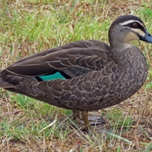 Anas superciliosa at Bonython, ACT - 24 Jan 2018