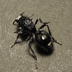 Bothriomutilla rugicollis (Mutillid wasp or velvet ant) at Paddys River, ACT - 24 Dec 2017 by michaelb