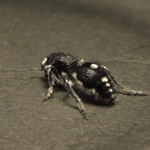 Bothriomutilla rugicollis at Point Hut to Tharwa - 24 Dec 2017