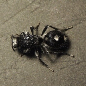 Bothriomutilla rugicollis at Point Hut to Tharwa - 24 Dec 2017