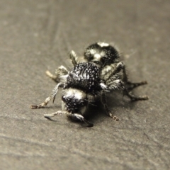 Bothriomutilla rugicollis at Point Hut to Tharwa - 24 Dec 2017