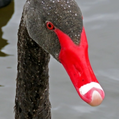 Cygnus atratus (Black Swan) at Stranger Pond - 24 Jan 2018 by RodDeb