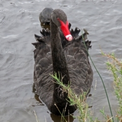 Cygnus atratus at Bonython, ACT - 24 Jan 2018 11:25 AM