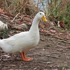 Anas platyrhynchos (Mallard (Domestic Type)) at Stranger Pond - 24 Jan 2018 by RodDeb