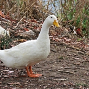 Anas platyrhynchos at Bonython, ACT - 24 Jan 2018