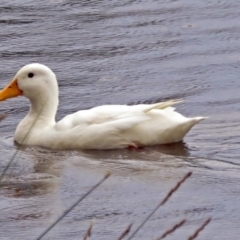 Anas platyrhynchos at Bonython, ACT - 24 Jan 2018