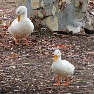 Anas platyrhynchos at Bonython, ACT - 24 Jan 2018