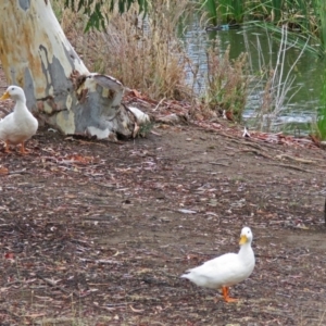 Anas platyrhynchos at Bonython, ACT - 24 Jan 2018