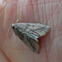 Lophotoma metabula (A Erebid moth) at Pine Island to Point Hut - 24 Jan 2018 by RodDeb
