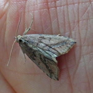 Lophotoma metabula at Greenway, ACT - 24 Jan 2018 12:30 PM