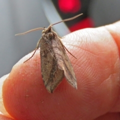 Lophotoma metabula at Greenway, ACT - 24 Jan 2018 12:30 PM