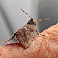 Lophotoma metabula at Greenway, ACT - 24 Jan 2018 12:30 PM