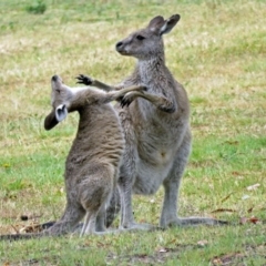 Macropus giganteus (Eastern Grey Kangaroo) at Greenway, ACT - 24 Jan 2018 by RodDeb