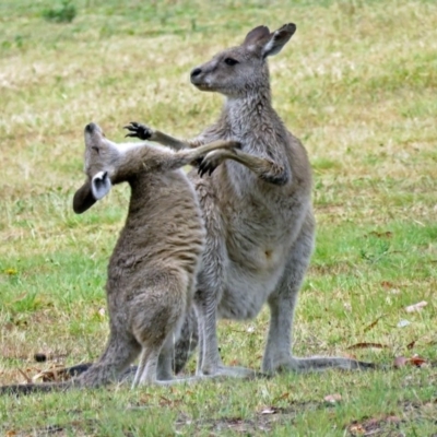 Macropus giganteus (Eastern Grey Kangaroo) at Greenway, ACT - 24 Jan 2018 by RodDeb