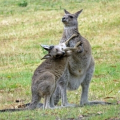 Macropus giganteus at Greenway, ACT - 24 Jan 2018 12:07 PM