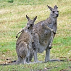 Macropus giganteus at Greenway, ACT - 24 Jan 2018 12:07 PM