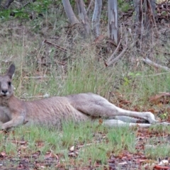 Macropus giganteus at Greenway, ACT - 24 Jan 2018