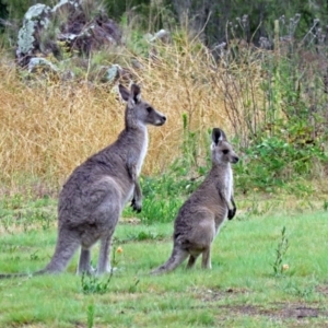 Macropus giganteus at Greenway, ACT - 24 Jan 2018