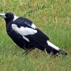 Gymnorhina tibicen (Australian Magpie) at Greenway, ACT - 24 Jan 2018 by RodDeb