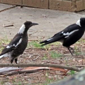 Gymnorhina tibicen at Greenway, ACT - 24 Jan 2018