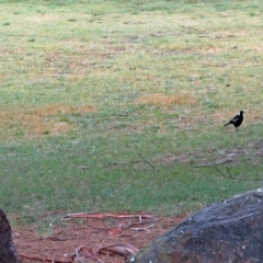 Gymnorhina tibicen at Greenway, ACT - 24 Jan 2018 12:27 PM