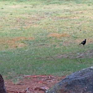 Gymnorhina tibicen at Greenway, ACT - 24 Jan 2018 12:27 PM