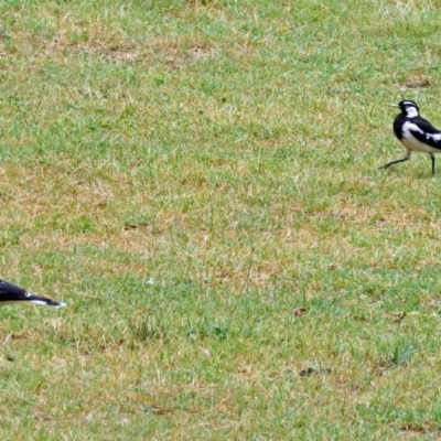 Grallina cyanoleuca (Magpie-lark) at Greenway, ACT - 24 Jan 2018 by RodDeb