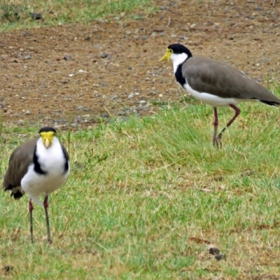 Vanellus miles (Masked Lapwing) at Greenway, ACT - 24 Jan 2018 by RodDeb