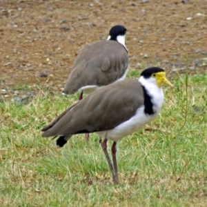 Vanellus miles at Greenway, ACT - 24 Jan 2018